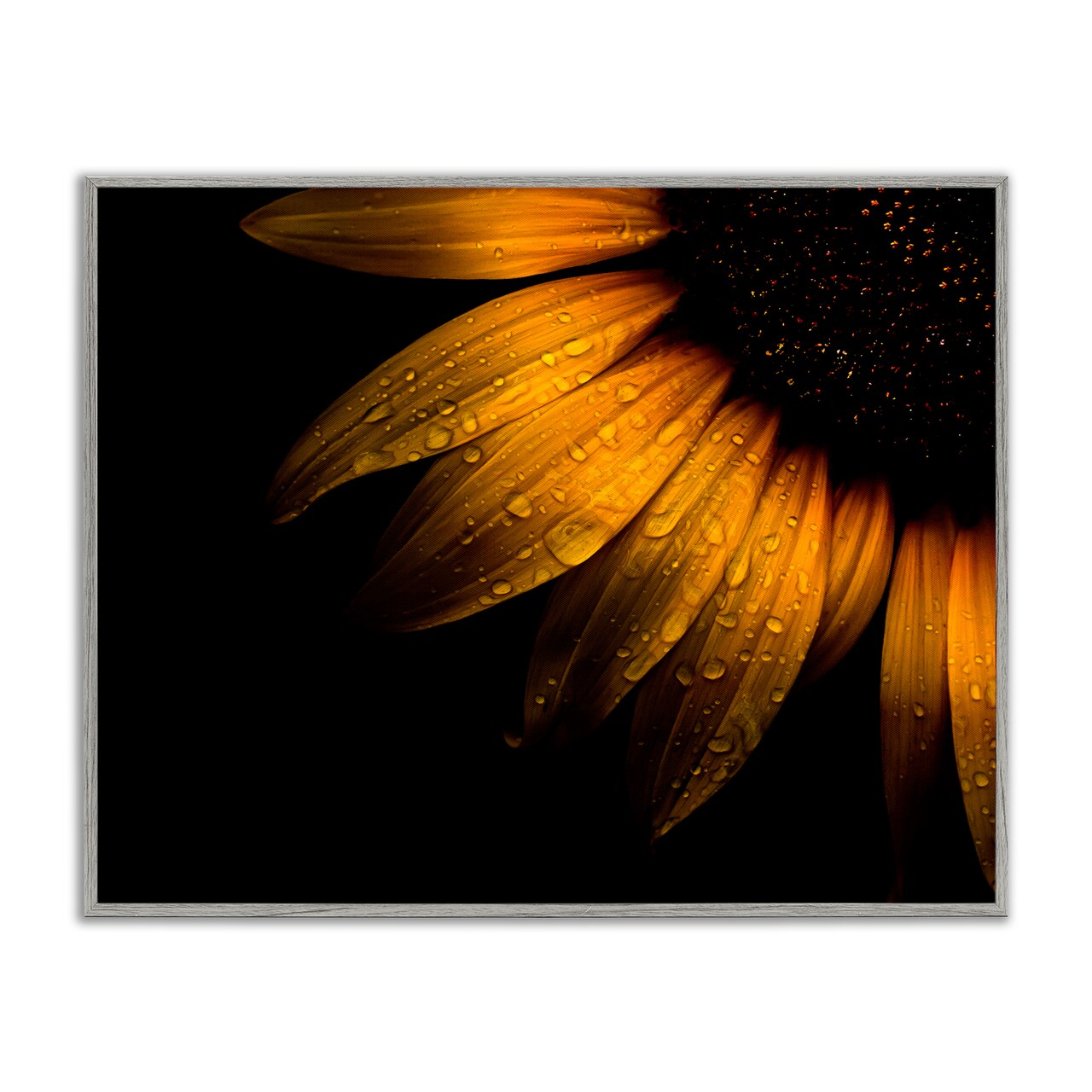 Stupell Industries Water Droplets on Sunflower Framed Giclee, design by Brian Carson Photography